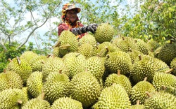 Sầu riêng, khoai lang sẽ đường đường... “xuất ngoại” vào Trung Quốc