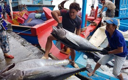Hiếm có: Cá ngừ Việt xuất khẩu qua Italy tăng kỷ lục tới... 8.600%