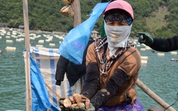 Quảng Ninh: Khổ, hơn 100.000 tấn ngao, hàu, tôm, cá đã to lắm rồi nhưng nông dân "nhấp nhổm" vì điều này