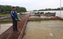 Hưng Yên: Nuôi cá đặc sản trên sông, trồng cây có múi, nông dân liên kết thu tiền tỷ