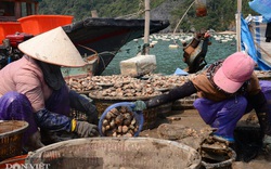 Hơn 100.000 tấn hải sản đã quá lứa: Ngư dân Quảng Ninh đứng ngồi không yên