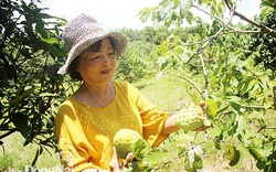 Đồng Nai: Nông dân tỷ phú làm nên những vườn cây ăn trái bạc tỷ, có vườn mảng cầu quả rất to