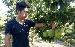 Phù Yên: Cây ăn quả phủ xanh đồi đất trọc