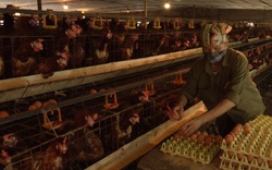 Nuôi gà Ai Cập "máy siêu đẻ trứng", gia đình nông dân U60 thu hàng tỷ đồng mỗi năm