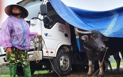 VIDEO: Dựng lều trên đê cho trâu bò tránh lũ