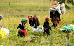 Người dân Lai Châu thu nhập hàng trăm triệu đồng từ sản xuất nông nghiệp