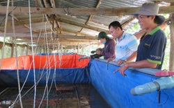 An Giang: "Liều" nuôi lươn không bùn công nghệ cao dày đặc trong 7 bể lót bạt, bắt toàn con to bự, nặng nửa ký/con