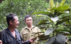 Yên Bái: Khôi nhung là cây thuốc quý chữa bệnh gì mà dân ở đây trồng hái lá phơi khô bán tới 200.000 đồng/kg?