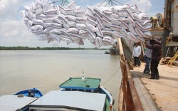 Giá gạo xuất khẩu tuần qua ở Ấn Độ, Việt Nam, Thái Lan đều giảm