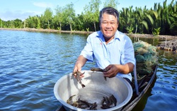 Kiên Giang: Nông dân đổi đời nhờ cho tôm sú to bự "chung nhà" với cua biển, chỉ 1 khu phố mà thu 140 tỷ