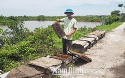 Nam Định: Vùng đất dân đem ong vào vườn Quốc gia thả, làm ra thứ "mật của biển" rất lạ miệng, lãi hàng trăm triệu