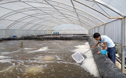 Lợi ích nuôi tôm thâm canh bằng công nghệ Biofloc: Giảm chi phí, tôm nhanh lớn 
