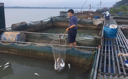 Cá lồng sông Đà phơi bụng chết: Nông dân Phú Thọ trắng đêm cứu cá