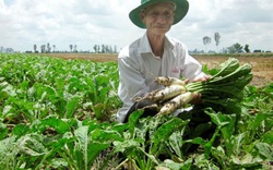 Tăng thu nhập nhờ trồng củ cải trắng