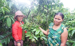 Làm đúng cách, Kon Tum giảm nghèo nhanh