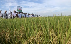 Giống lúa VNR20 giúp nông dân Bắc Ninh yên tâm sản xuất