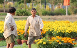 Lo ngại dịch Covid-19, nông dân giảm diện tích xuống giống hoa tết