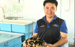 Nuôi sinh sản thành công loài hải sâm vú trắng quý hiếm to bự tại tỉnh Khánh Hoà