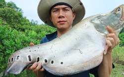 Thác lác sông ở tỉnh Kon Tum là loài cá gì mà khiến dân ở đây bắt được là cả nhà vui mừng?