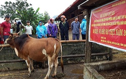 Vay vốn nhỏ nuôi bò to, nông dân tỉnh Lạng Sơn nhiều người say mê làm giàu, bỏ túi 200 - 400 triệu/năm