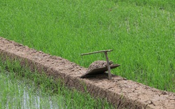 Phục lăn nông dân tỉnh Đồng Tháp sáng chế ra cách bẫy chuột đồng "siêu tiện lợi"
