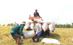 Long An: Doanh nghiệp thu mua lúa gạo hết “bẻ kèo” với nông dân