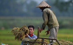 24 thương nhân không xuất khẩu gạo trong suốt 18 tháng