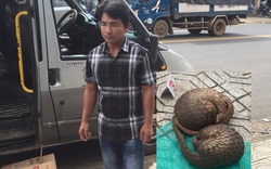 Lâm Đồng: Mới phạt một người gần 300 triệu, lại phát hiện tài xế vận chuyển động vật hoang dã