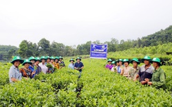 Bón phân Lâm Thao: Chè xanh tốt, năng suất cao