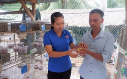 Nuôi loài chim mượt mà bóng bẩy, hót ngọt như đường, 8X tỉnh Bến Tre chăm nhàn mà bán chạy như tôm tươi