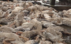 Đồng Tháp: Vụ hàng trăm con vịt té nhào chết đột ngột ở ngoài đồng, công an vào cuộc điều tra