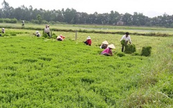 Nông dân Tiền Giang phấn khởi vì rau màu trúng giá