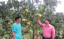 Ngắm cây bưởi sai trĩu quả "phát hờn" ở tỉnh Tuyên Quang có đồng vốn Hội "vun trồng"