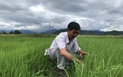 Lạ đời, một ông nông dân tỉnh Bình Thuận trồng lúa khác người xay ra thứ gạo sạch ai cũng đòi mua