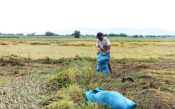 Ninh Thuận: Xót xa nhìn lúa đổ, hạt nảy mầm thành cây vì mưa lớn kéo dài
