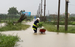 Đến khổ, nông dân Đà Nẵng dầm nước mưa vội vã hái rau "chạy lũ" 