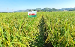 Giống lúa VNR88 trên đồng đất Bắc Giang chi chít bông, hạt chắc mẩy, nông dân phấn khởi