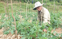 Vào Hợp tác xã sản xuất rau an toàn theo quy trình VietGAP, nông dân lợi đơn lợi kép