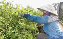 Ninh Thuận: Trồng thứ cây ra trái cay xé lưỡi, giá bán đắt, nông dân hái mỏi tay, thương lái tiết lộ điều bất ngờ