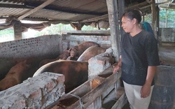 Chật vật di dời chăn nuôi khỏi nội đô Hà Nội: Trở lại nơi đầu tiên "nổ" dịch tả lợn châu Phi (Bài 1)