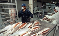 Ứng dụng công nghệ cao trong phát triển sản phẩm cá nước lạnh tại Việt Nam
