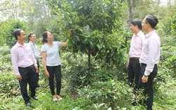 Lâm Đồng: Vườn trồng chôm chôm, măng cụt giúp nông dân khá giả
