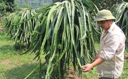 Ông nông dân biến "vùng đất chết" thành vựa thanh long lớn nhất Nghệ An, có quả nặng cả kg