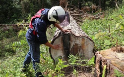 Vụ cưa hạ hàng trăm cây thông "khủng": 6 điểm phá rừng với hơn 140m3 gỗ 
