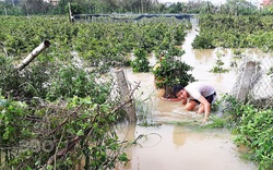 Bình Định: Nước lũ ngập sâu tứ bề, nông dân khổ sở ngâm mình mò cứu những cây mai cảnh đi sơ tán