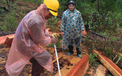 Lâm Đồng: Lại phát hiện vụ phá rừng nghiêm trọng, rộng hơn 2ha