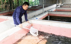 Nam Định: Bỏ phố về quê nuôi lươn không bùn dày đặc trong bể xi măng, cứ bán 1 bể lươn lời 40 triệu