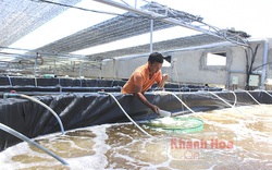 Khánh Hòa: Làm ao trên cạn nuôi tôm công nghệ cao-cái khó ló cái khôn, mỗi năm lời 15 tỷ là bình thường