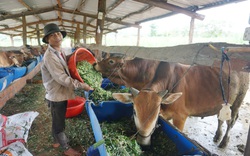 Gia Lai: Tổn thất nặng về cây hồ tiêu, Chư Pứh tìm hướng đi mới, tăng cường liên kết chuỗi