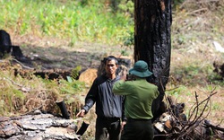 Vụ hàng trăm cây thông "khủng" bị cưa hạ: Xác định 6 đối tượng phá rừng